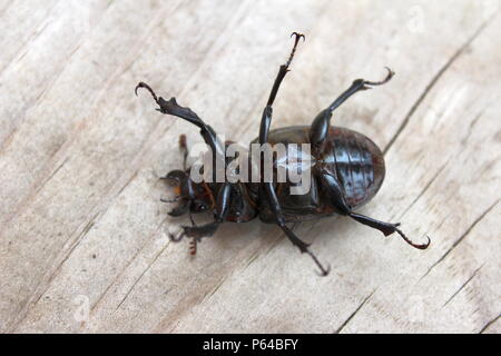 Schwarze Käfer Festlegung auf der Rückseite Stockfoto