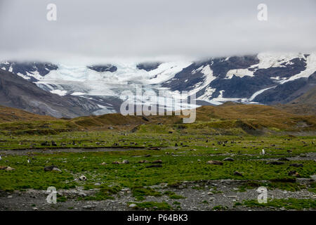 Antarktis Fell Jungrobben auf die Küste von der sich zurückziehenden Heaney Gletscher, St Andrew's Bay, South Georgia Island ausgesetzt Stockfoto