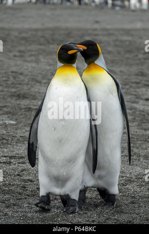 Das Umwerben Königspinguine, St Andrew's Bay, South Georgia Stockfoto