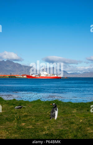 Gentoo Pinguin und Antarktis Fell seal Pup mit der Fischerei schutz Schiff "Pharos SG" im Hintergrund am King Edward Point, South Georgia Stockfoto