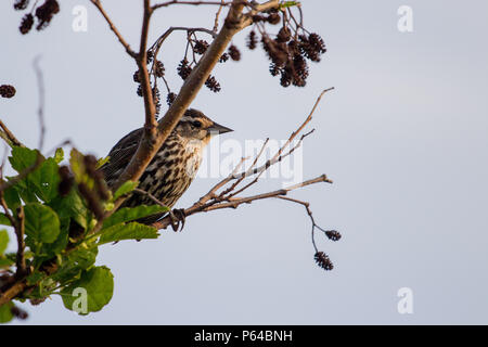 Eine weibliche Red-winged blackbird sitzt auf einem dünnen Ast den Sonnenuntergang beobachten. Stockfoto