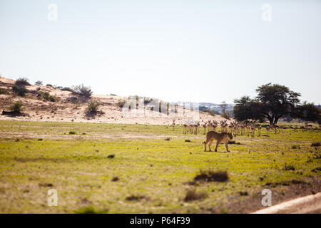 Eine Löwin blickt auf eine Düne, Kgalagadi Transfrontier Park, Südafrika. Stockfoto