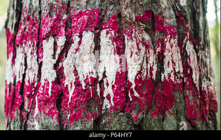 Rote und weiße Farbe auf der Rinde eines Baumes Stockfoto