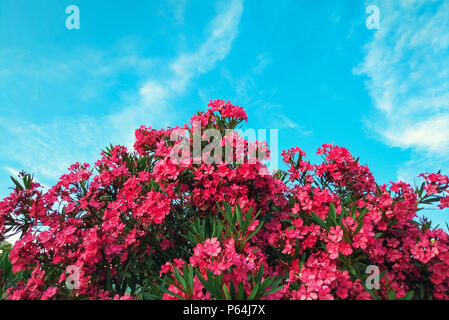 Rosa oleander gegen den blauen Himmel Stockfoto