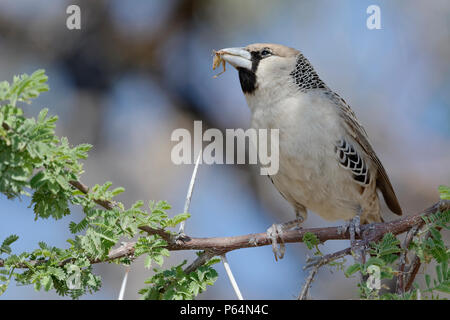 Sociable Weaver (Philetairus socius Geminus) sitzt auf einem Ast, Fütterung auf Heuschrecke, Etosha National Park, Namibia, Afrika Stockfoto