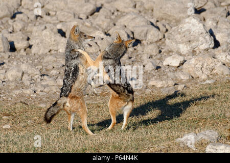 Black-backed Jackals (Canis mesomelas), zwei junge Tiere spielen, Etosha National Park, Namibia, Afrika Stockfoto