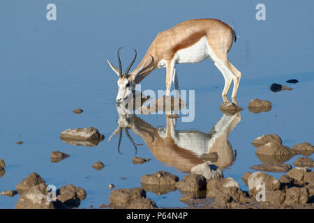 Springbock (Antidorcas marsupialis), erwachsene Frau stehend im Wasser, trinken, Okaukuejo Wasserloch, Etosha National Park, Namibia, Afrika Stockfoto