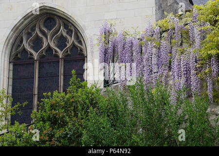 Lila Wisteria wild wachsenden auf der Seite einer alten Kirche in der Nähe von Tours, Frankreich Stockfoto