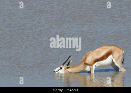 Springbock (Antidorcas marsupialis), erwachsene Frau, stehend im Wasser, trinken, Okaukuejo Wasserloch, Etosha National Park, Namibia, Afrika Stockfoto