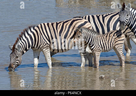 Burchell's Zebra (Equus quagga burchellii) mit Zebra Fohlen, stehend im Wasser, trinken, Okaukuejo Wasserloch, Etosha National Park, Namibia, Afrika Stockfoto