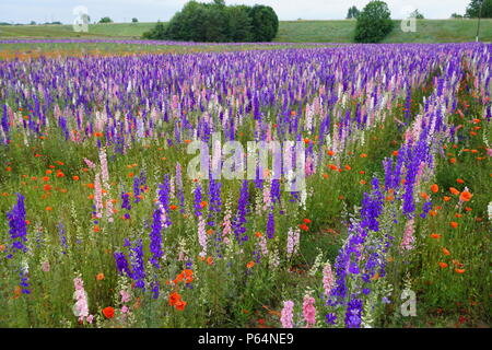 Buntes Feld von lupinen in der Landschaft von Chinon, Frankreich an der Loire an einem bewölkten Tag Stockfoto