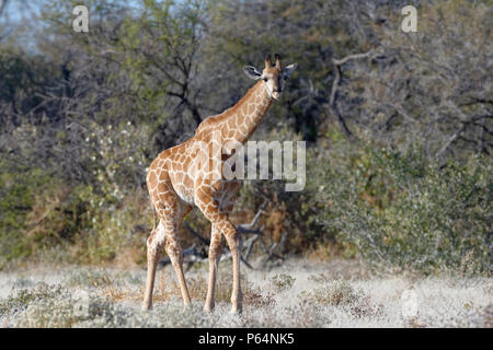 Namibischen Giraffe oder angolanischen Giraffe (Giraffa Camelopardalis angolensis), junge Tier gehen, neugierig, Etosha National Park, Namibia, Afrika Stockfoto