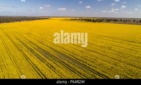 Luftaufnahme von leuchtend gelbe Raps pflanzen mit blauem Himmel auf Ackerland in Narromine, New South Wales, Australien Stockfoto