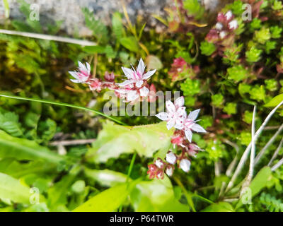 Sandy Mauerpfeffer, Sedum anglicum (arenarium), die auf der Steinmauer in Arousa Stockfoto