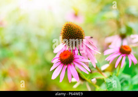 Rosa oder rot Coneflowers in der Sonne mit Blur und Kopieren. Stockfoto