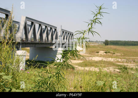 Cannabis sativa/Pflanze Hanf wild wachsenden entlang einer Eisenbahn in Rumänien Stockfoto