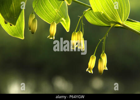 Wunderschönen zarten Blüten von glatten Salomos Siegel (Bell biflorum) Stockfoto