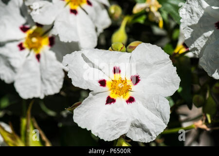 Die Blumen einer gemeinsamen Gummi Zistrosen (Cistus × cyprius) Stockfoto