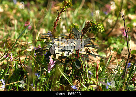 Amygdaloide (Holzspurge) Stockfoto