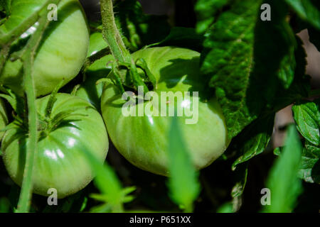 Grüne Tomaten. Landwirtschaft Konzept. Closeup Gruppe von grünen Tomaten wachsen im Gewächshaus. Grüne Tomaten auf Tomaten Baum. Grüne Heirloom Tomate. Stockfoto
