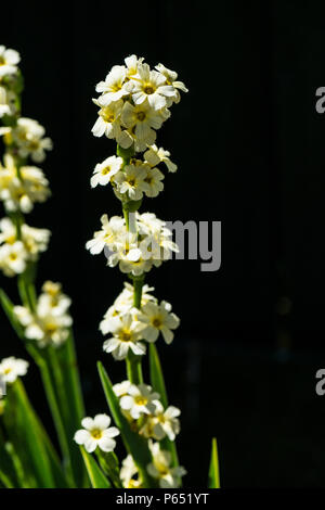 Gelbe Mexikanische satin Blume (Sisyrinchium striatum) Stockfoto