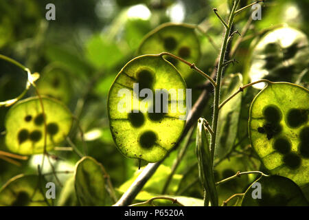 In der Nähe von Ehrlichkeit Anlage seedpod Stockfoto