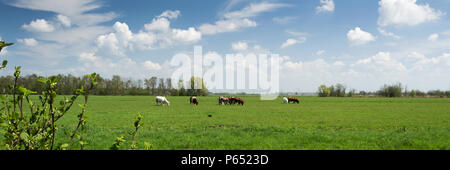 Schöne Panorama Blick auf die typisch holländische Landschaft mit Kühen, Grünland und blauer Himmel mit weißen Wolken Stockfoto