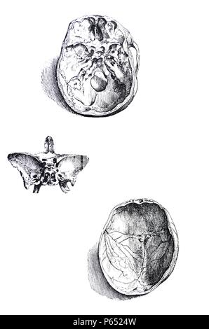 Die Platten aus dem ersten Buch der "De Humani Corporis Fabrica von Andreas Vesalius (1514-1564) Platte 7 - Der sechste Abbildung des sechsten Kapitel Freilegen der internen Aspekt der Basis der Schädelbasis zu sehen. Stockfoto