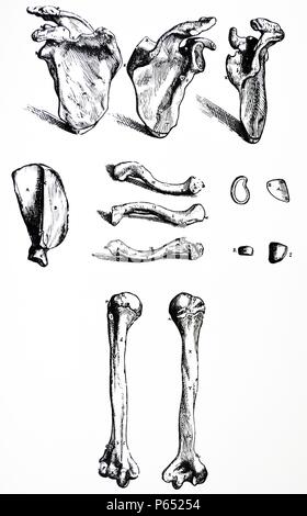 Die Platten aus dem ersten Buch der "De Humani Corporis Fabrica von Andreas Vesalius (1514-1564) Platte 14 - Die erste Ziffer bezeichnet die interne oder anterioren Aspekt der rechten Schulterblatt. Die zweite Abbildung zeigt die externen oder posterioren Aspekt der rechten Schulterblatt. Die dritte enthält die rechten Schulterblatt von der Seite, so wie der Sinus des Humped oder externe Aspekt der scapula liegt zwischen der höheren Rippe und die Wirbelsäule des Schulterblattes zu präsentieren dargestellt. Stockfoto