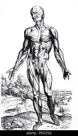 Die Platten aus dem Zweiten Buch der "De Humani Corporis Fabrica von Andreas Vesalius (1514-1564) Platte 26 - Die dritte Platte der Muskeln. Diese Platte zeigt die Vorderansicht des Körpers und unterscheidet sich von der ersten Platte der Muskeln in dieser Weise, zeigt es die Muskeln der fleischigen Membran Zusammensetzung und auch einige der Gesichtsmuskeln, komplett von Fett befreit. Stockfoto