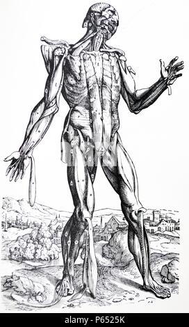 Die Platten aus dem Zweiten Buch der "De Humani Corporis Fabrica von Andreas Vesalius (1514-1564) 28 - Der fünfte Platte der Muskeln. Der fünfte in der Reihenfolge der Zerlegung hat viele entfernt, die waren voll im vierten aufgedeckt. Diese Platte macht auch viele, die in der Sechsten reflektiert werden. Stockfoto