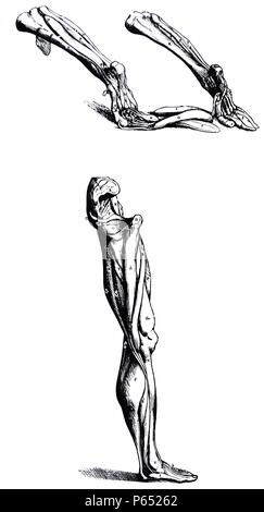 Die Platten aus dem Zweiten Buch der "De Humani Corporis Fabrica von Andreas Vesalius (1514-1564) Platten 38 - dem fünfzehnten und sechzehnten Platten der Muskeln. Die beiden Figuren der vorliegenden Platte sind in der Form, in der das rechte Bein, zusammen mit dem Fuß in die vollständige Darstellung der vierzehnten Platte angezeigt wird beibehalten. Das sechzehnte Platte kann unmittelbar nach der dritten Platte der Muskulatur gelegt haben; aber da es nur ein Teil des Körpers, enthält, schien es besser, sie hier zu stellen. Stockfoto