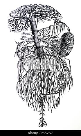 Die Platten aus dem dritten Buch der De Humani Corporis Fabrica von Andreas Vesalius (1514-1564) Platte 43 - eine Abgrenzung des gesamten Pfortader befreit von allen Parts, denen es beigetreten ist, im gleichen Verhältnis, in dem der Leber-, Galle-, Magen, Milz, majus, mesenteriums und die Därme in Übereinstimmung mit der vorliegenden Abbildung als zur größenklasse dargestellt würden und vor allem die Position vertreten. Stockfoto