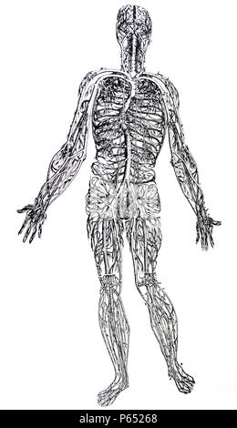 Die Platten aus dem dritten Buch der De Humani Corporis Fabrica von Andreas Vesalius (1514-1564) Platte 44 - eine Abgrenzung des gesamten Vena cava aus allen Teilen befreit. Stockfoto