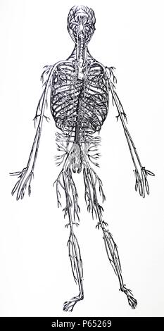 Die Platten aus dem dritten Buch der De Humani Corporis Fabrica von Andreas Vesalius (1514-1564) Platte 45 - eine vollständige Abgrenzung des gesamten großen Hauptschlagader (Aorta) aus allen Teilen befreit. Stockfoto