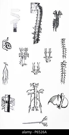 Die Platten aus dem dritten Buch der De Humani Corporis Fabrica von Andreas Vesalius (1514-1564) Platte 46 - eine grobe Zeichnung der Fasern, in der EINE zeigt die transversale, B und C sind zwei verschiedene Arten von Schrägen und D der Gerade, E repräsentiert die drei Arten von Fasern miteinander verwoben, die das Bild der Vene unten wird später genauer zeigen. Stockfoto