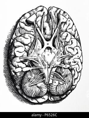 Die Platten aus dem vierten Buch der De Humani Corporis Fabrica von Andreas Vesalius (1514-1564) Platte 48 - die erste der beiden Zahlen für die neun Kapitel, die Folgen stellen die Basis des gesamten Gehirns und Kleinhirn aus den umliegenden Membranen befreit, so dass die Herkunft der Hirnnerven geeignet sein ausgesetzt zu sehen. Stockfoto