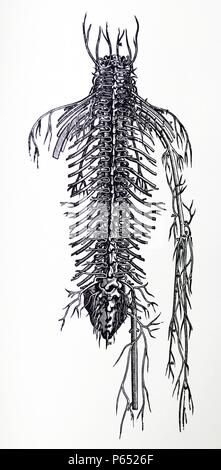 Die Platten aus dem vierten Buch der De Humani Corporis Fabrica von Andreas Vesalius (1514-1564) Platte 51 - Die dritte der drei Zahlen, die in den nachfolgenden Kapiteln die angeschlossenen Rückgrat zeigt von der posterioren Aspekt wie die vorhergehende Abbildung ausgesetzt der anterioren Fläche anzuzeigen. Stockfoto