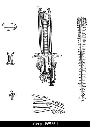 Die Platten aus dem vierten Buch der De Humani Corporis Fabrica von Andreas Vesalius (1514-1564) Platte 52 - Der Kurs der rechten und linken Ventrikel, etwa in dieser Weise gesehen wird. Stockfoto