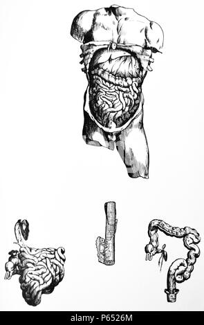 Die Platten aus dem Fünften Buch des De Humani Corporis Fabrica von Andreas Vesalius (1514-1564) 55 - Der sechste Abbildung des fünften Buches der dritten in der Reihenfolge der Zerlegung folgt und zeigt die Leber, Magen und Darm in ihrer wahren Positionen. Stockfoto