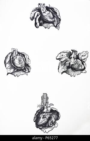 Die Platten aus dem sechsten Buch der "De Humani Corporis Fabrica von Andreas Vesalius (1514-1564) Platte 64 - Da die beiden vorhergehenden Zahlen voll geben die Position des Herzens und der Lunge, die wir die Gegenwart einer gezeichnet haben, wie aus der Brusthöhle evulsed. Stockfoto