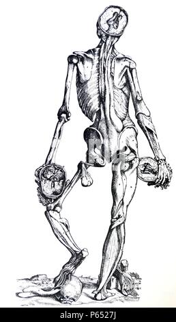 Die Platten aus dem Inbegriff der De Humani Corporis Fabrica von Andreas Vesalius (1514-1564) Platte 75 - Die vierte Abbildung dieser Demonstration der Muskeln alle Muskeln auf dem hinteren Teil des Körpers darstellt, unter den auf der linken Seite der zweiten Abbildung ausgestellt verborgen liegen. Stockfoto