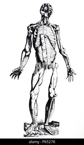 Die Platten aus dem Inbegriff der De Humani Corporis Fabrica von Andreas Vesalius (1514-1564) Platte 76 - Die dritte Abbildung zeigt die Muskeln der Erste und der Zweite folgt. Auf der rechten Seite von der vorderen Aspekt der Muskeln sofort liegen unter den auf der linken Seite des ehemaligen Abbildung präsentiert. Stockfoto