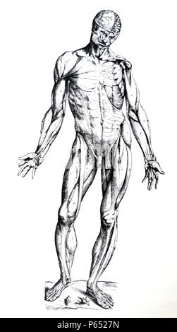Die Platten aus dem Inbegriff der De Humani Corporis Fabrica von Andreas Vesalius (1514-1564) Platte 78 - Die Erste der Zahlen, die wir in erster Linie für die Darstellung der Muskeln vorbereitet haben. Auf der rechten Seite werden die Muskeln direkt versteckt unter der Haut sind von der vorderen Aspekt beobachtet, aber auf der linken Seite sind die sofort die Muskeln der rechten Seite zugrunde liegen, wenn diese entfernt wurden. Stockfoto