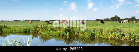 Panorama Blick auf die typisch holländische Landschaft mit Kühen, Graben, Wasser, Wiesen und Blu Himmel mit weißen Wolken Stockfoto