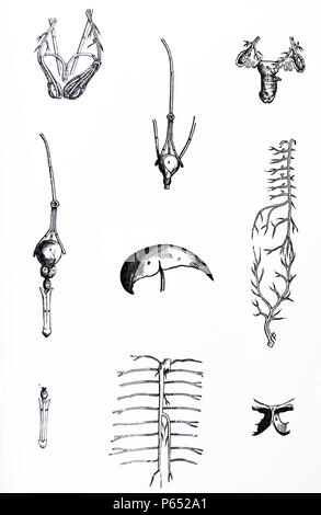 Die Platten aus dem Inbegriff der De Humani Corporis Fabrica von Andreas Vesalius (1514-1564) Platte 87 Abbildung mit inneren Organen einschließlich Drüsen reproduktive venöse Systeme. Stockfoto