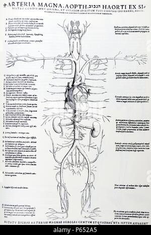 Die Platten aus dem Inbegriff der De Humani Corporis Fabrica von Andreas Vesalius (1514-1564) das arterielle System zeigt wichtige Arterien, Herz und Nieren (beachten Sie die Aufnahme in der lateinischen Titel der Hebräischen 'hanavuv", also "aorta. Stockfoto