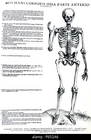 Die Platten aus dem Inbegriff der De Humani Corporis Fabrica von Andreas Vesalius (1514-1564) Voll Körper sketal Struktur, Vorderseite ist. Stockfoto