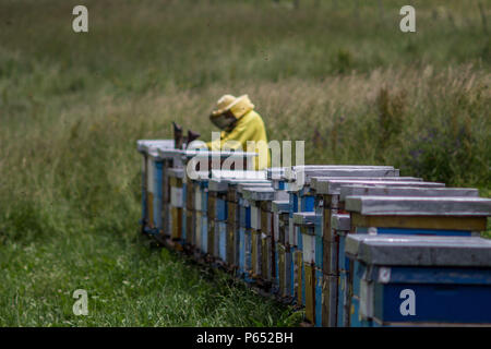 Imker im Gras Stockfoto