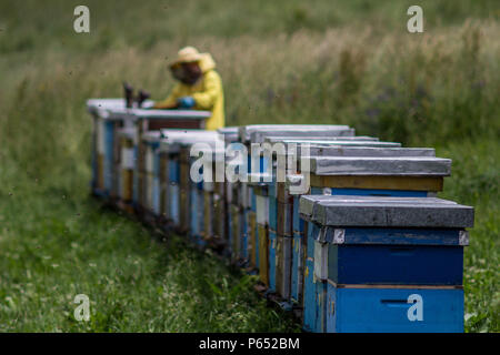 Imker im Gras Stockfoto